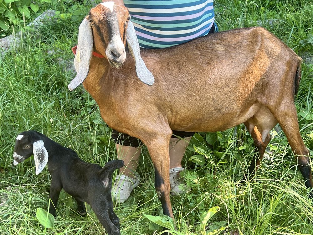Capra anglonubian cu pedigree si cu o iada