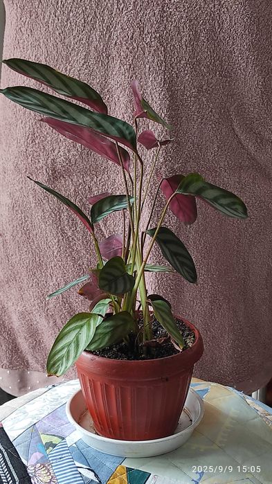 Комнатное растение