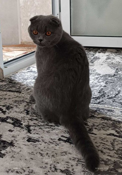 Котёнок скоттиш страйт. (мальчик)