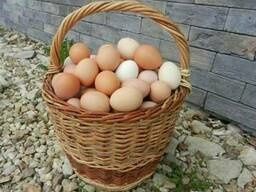 Продаю домашнее куриное яйцо.