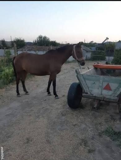 Schimb cal căruță de calitate