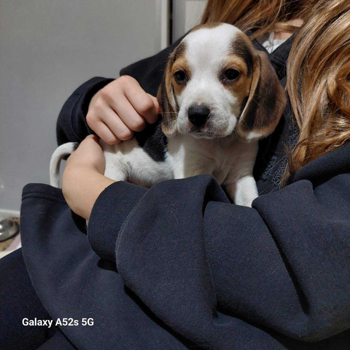 Куче порода Бигъл