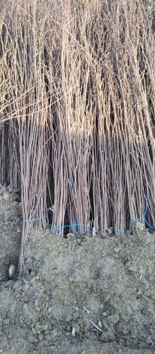 puieți de salcâm pentru împădurirea terenurilor degradate, agricole