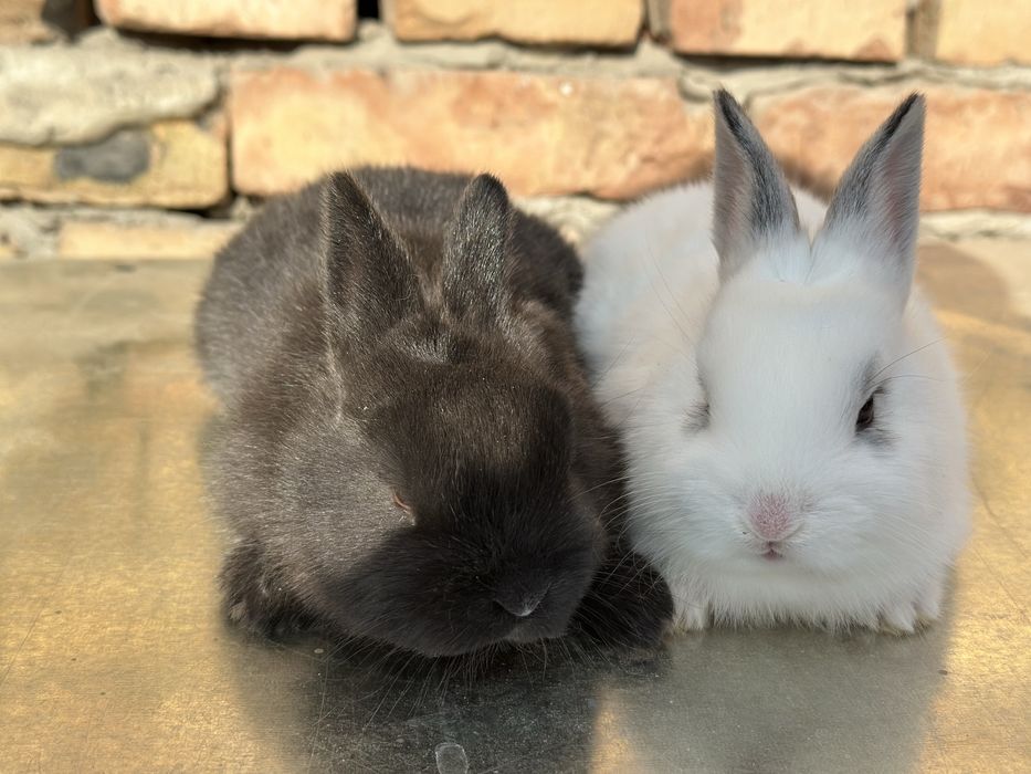 Quyonchalar sotiladi