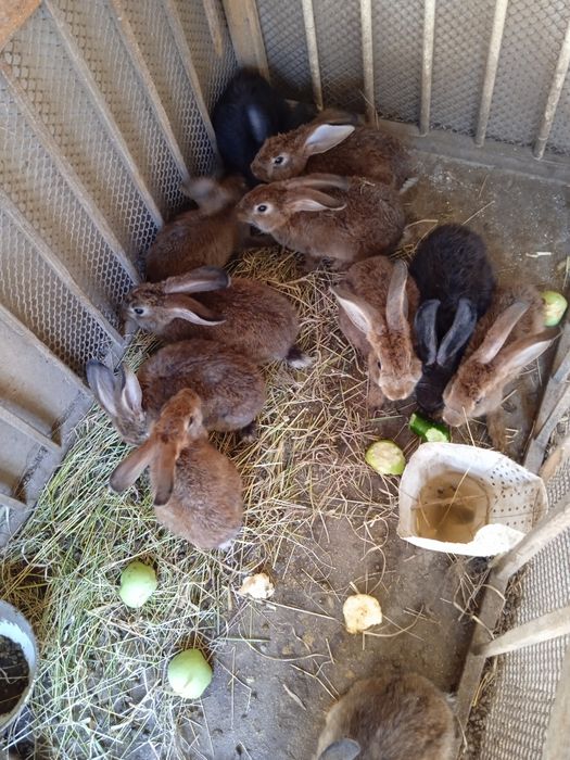 Продам крольчата.