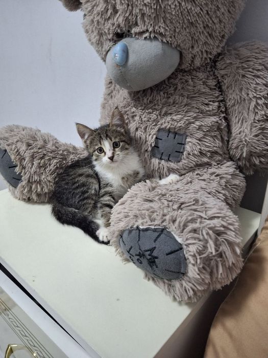 Отдам в добрые руки котенка