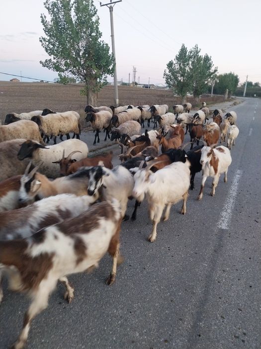Oi și capre de vanzare