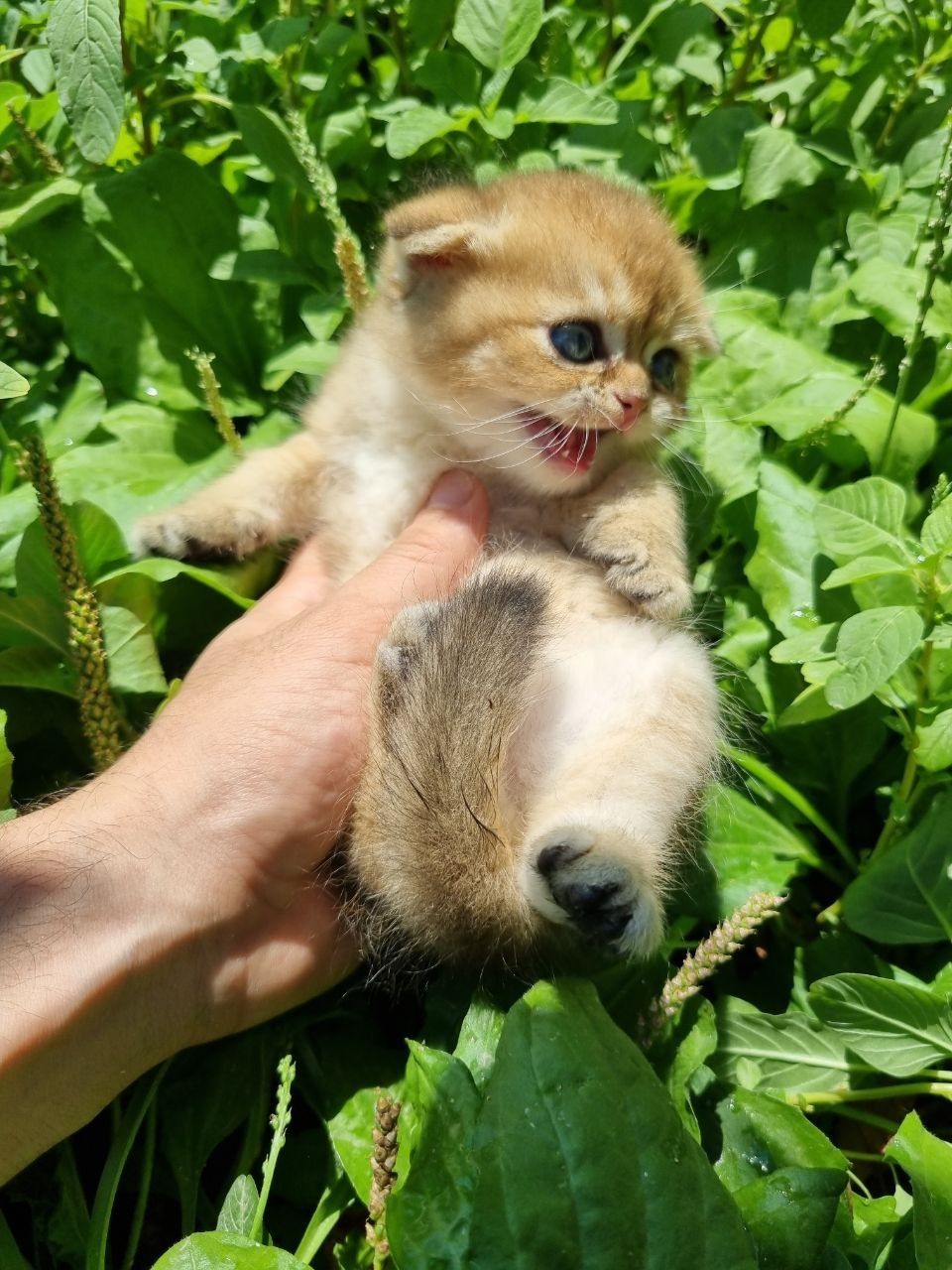 Продаются котята скотиш фолд
