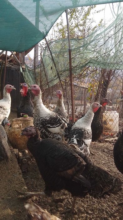 Vând gâște,bibilici și rațe