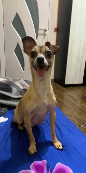 Пясъчни Мини Пинчери