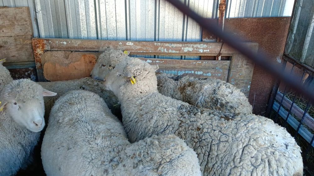 Қой сатылады. Семіз, байланған.