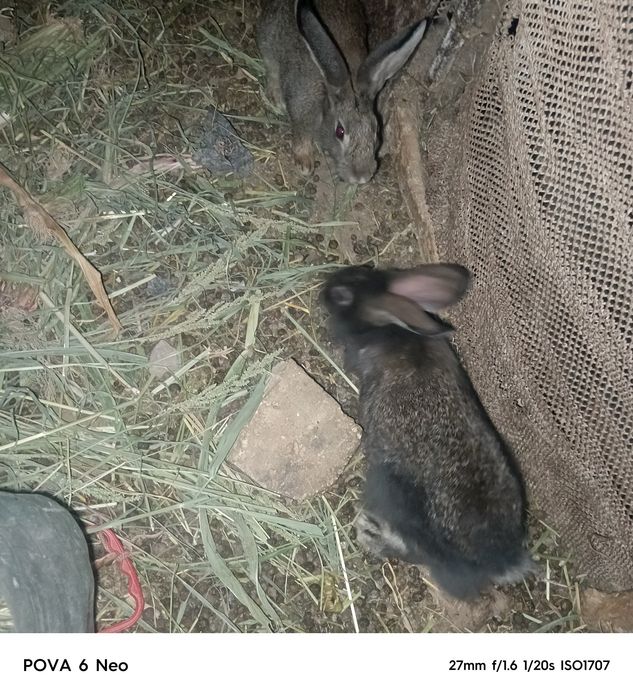 Quyonlar bor sotiladi 7ta bolasi bilan