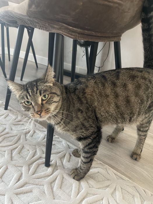 Отдам кошку в добрые руки