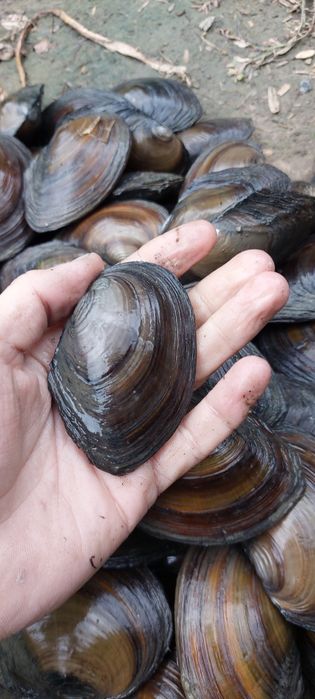 Scoici vii pentru pescuit,iazuri sau acvarii