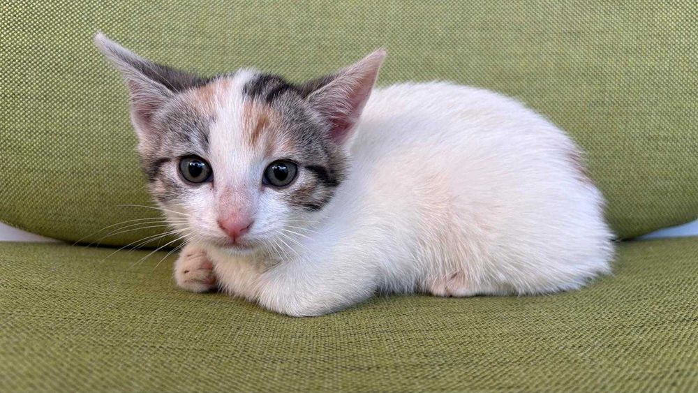 Pui de 5-6 saptamani pentru adoptie