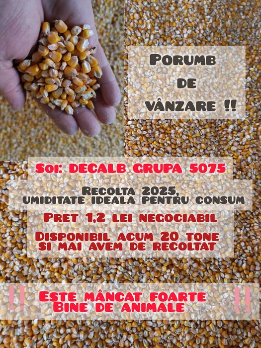 Porumb DECALB de vânzare 2025