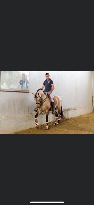 Cal Andaluz 8 ani