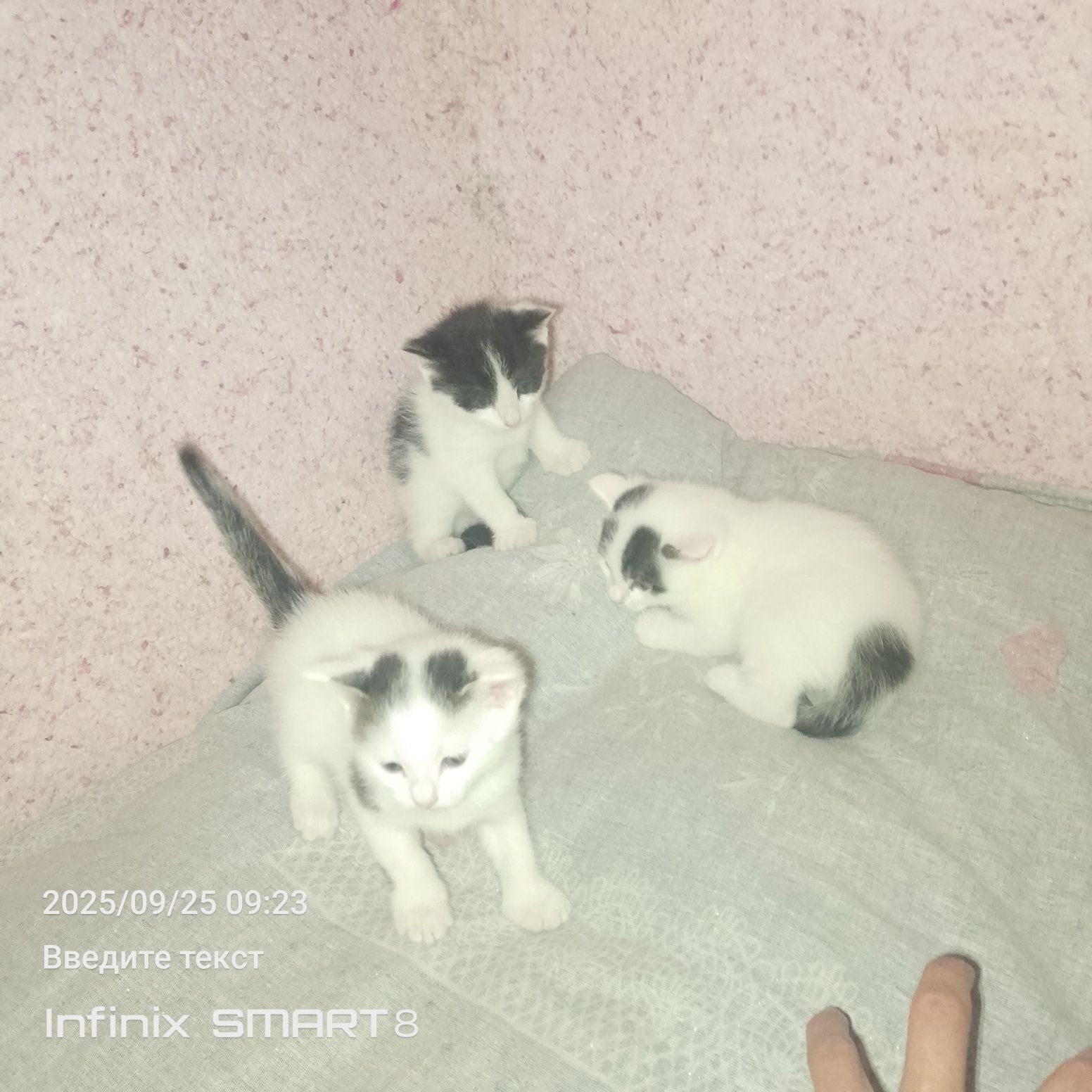 Отдам даром в хорошие руки