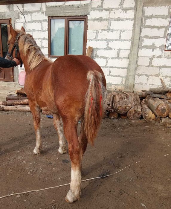 De vânzare mânză în vârstă de 5 luni