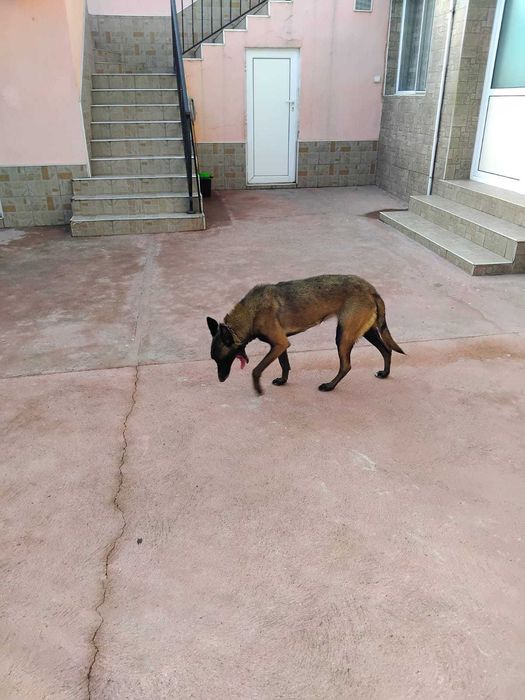 Белгиска овчарко malinois  k9