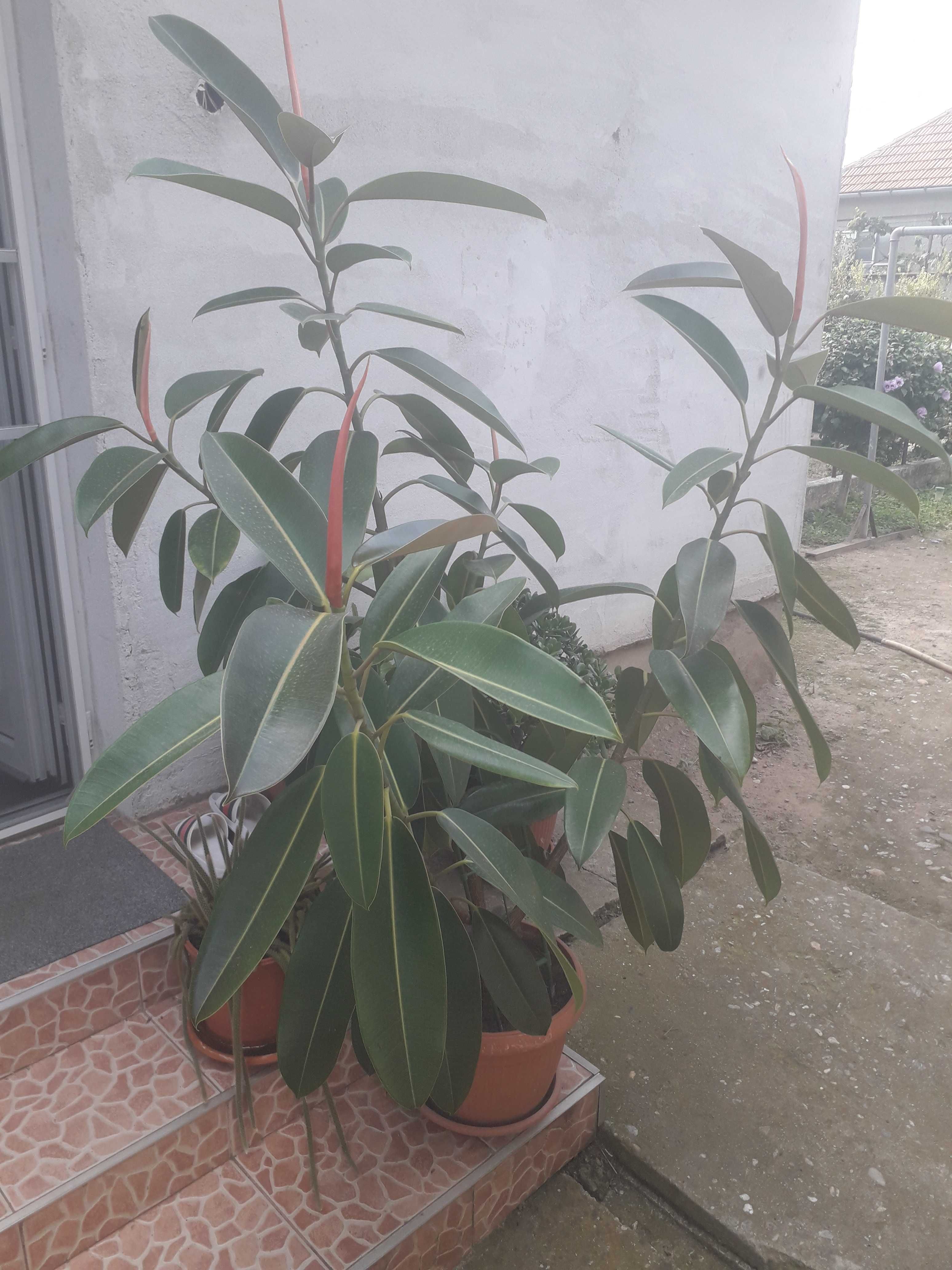 Planta Ficus 160 cm
