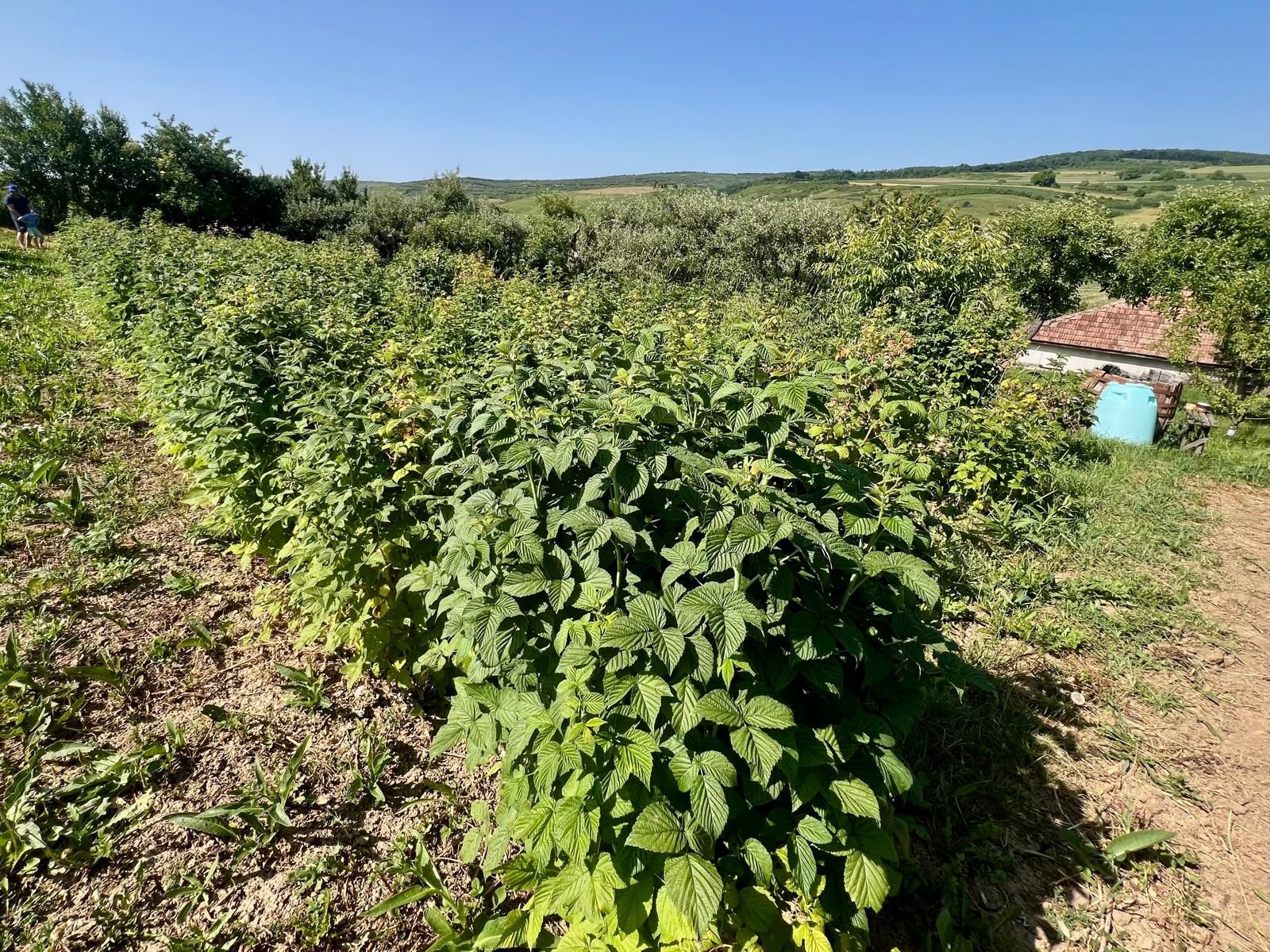 Oportunitate de investiție! Plantație fructe de pădure , coacăze ,pomi