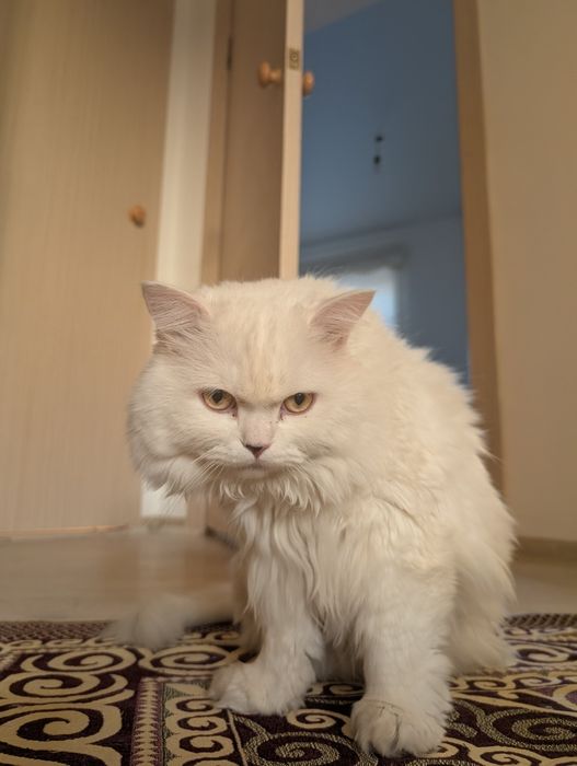 Отдам кота в добрые руки