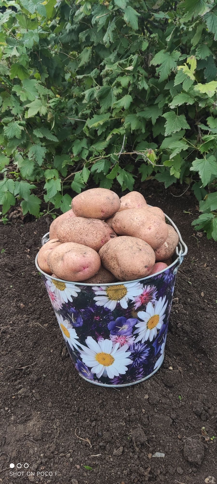 Продам дачную картошку