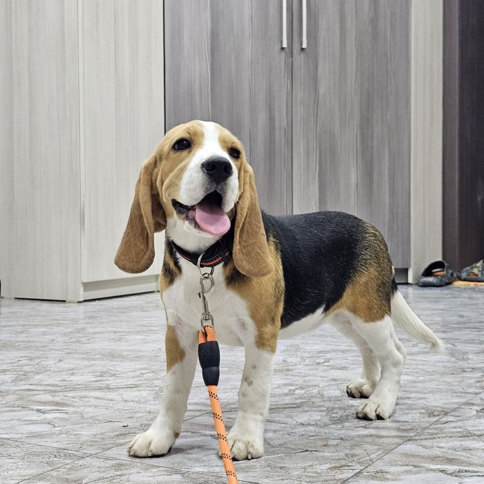 Породистая девочка бигль