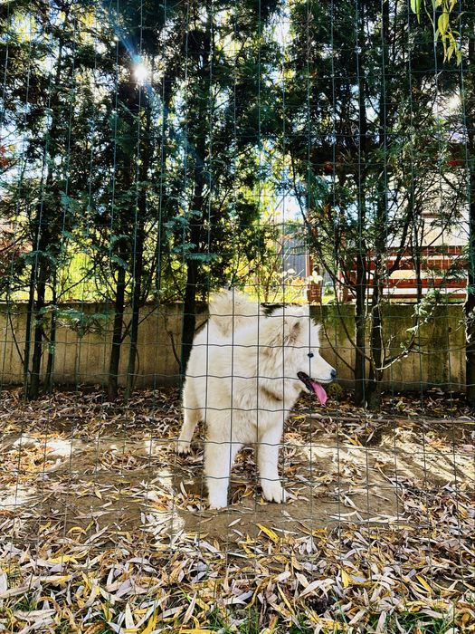 Vand catelusa Samoyed