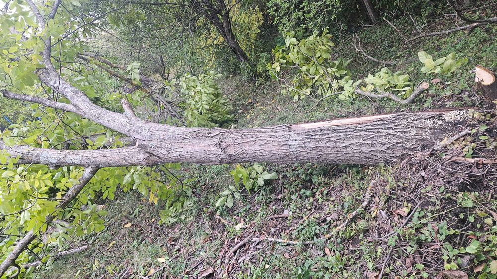 Орехов ствол от паднало дърво