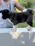 Pui Akita American