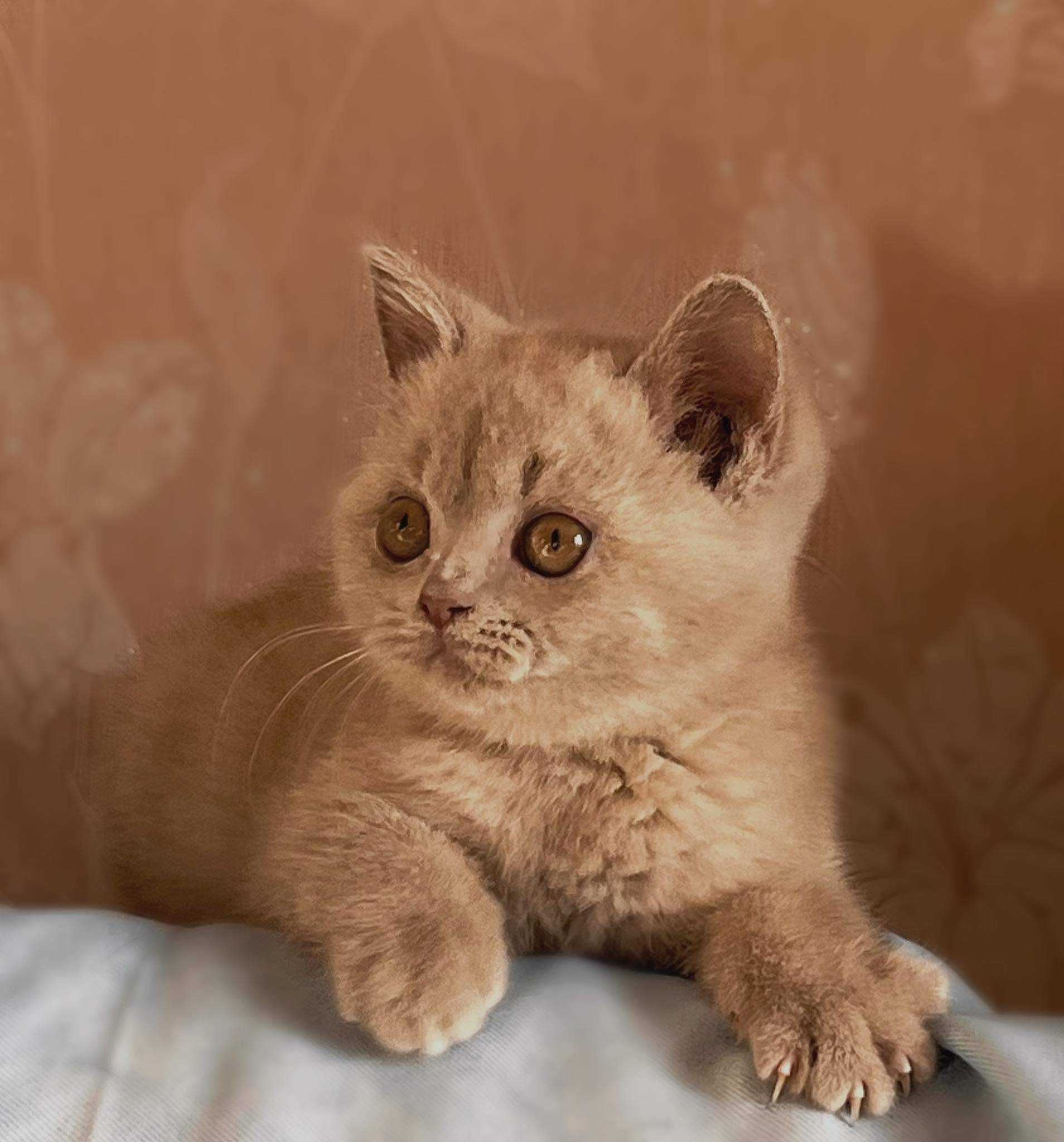 Pui British Shorthair