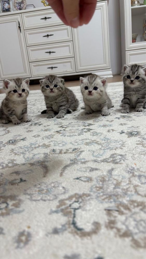 продам  котят  вислоух