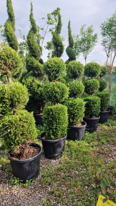 Pom pon spirală toate dimensiunile