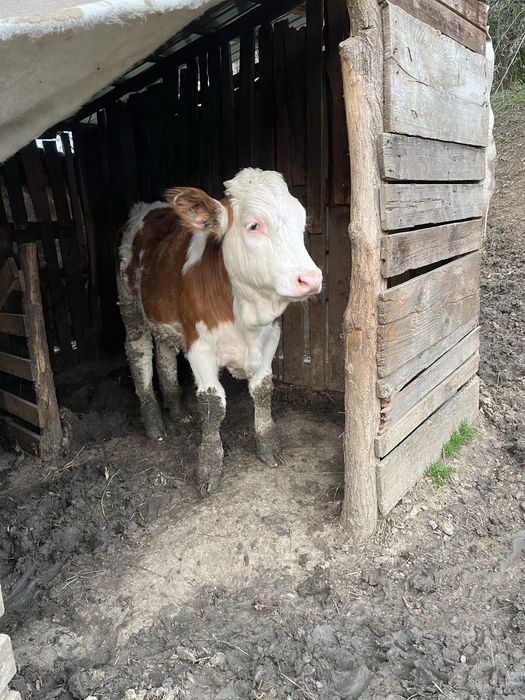 Vitele tinere  cauta alta casa