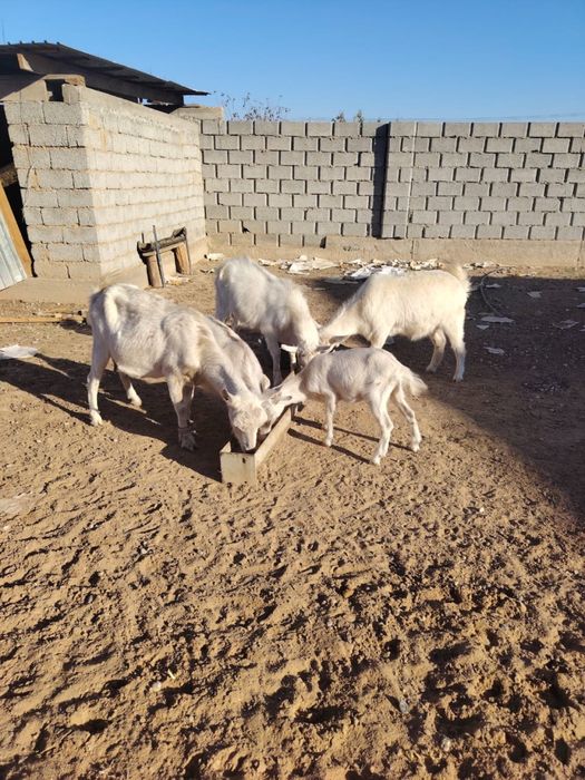 Заанен ешкілер сатылады