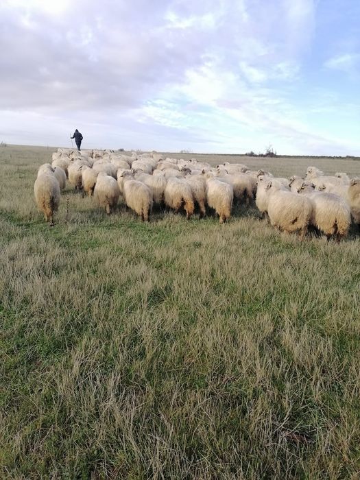 Oi de vânzare/schimb