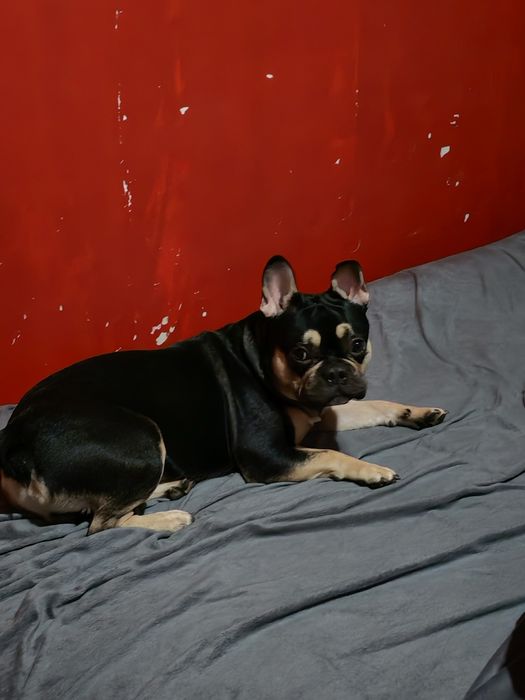 Френски булдог  (мъжки)