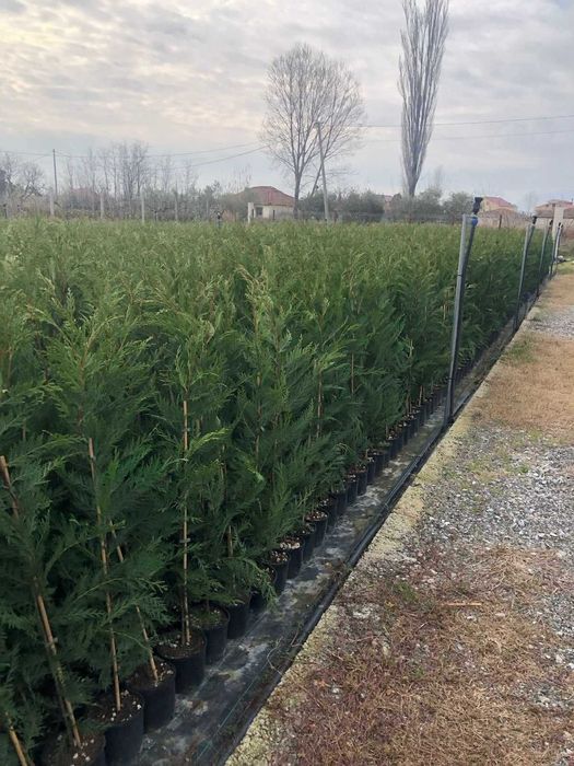 chiparos leyladi ideal pt gard viu inaltime120-130 cm