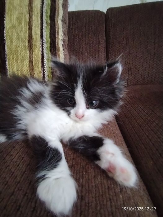 Малыши 1,5 мес. Пушистики. В любящую, ответтвенную семью.