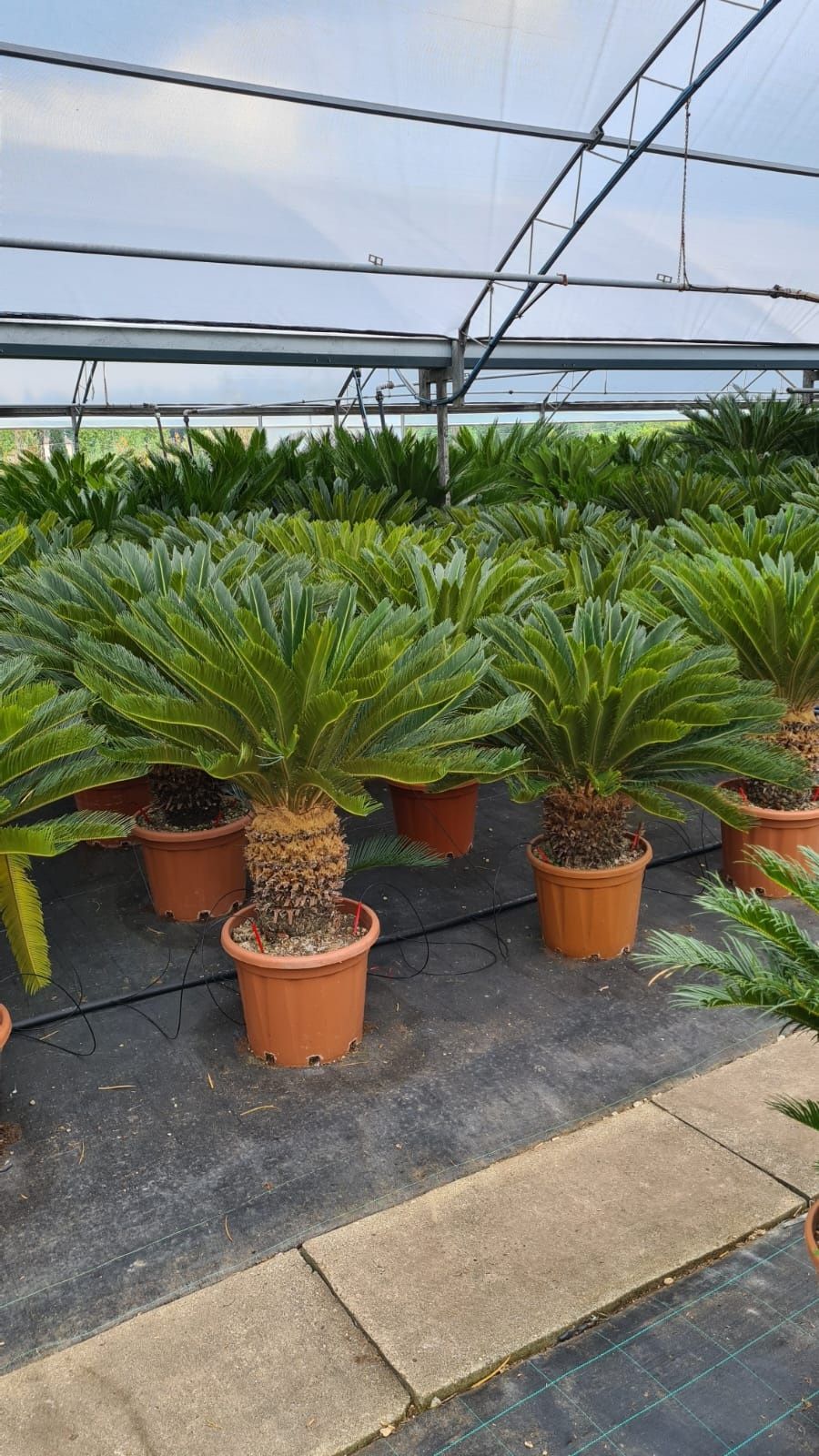 Plante interior ( lamai, mandarin, palmier, cycas, maslin, yucca )