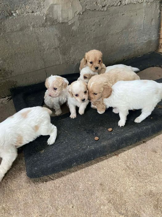 Продават се малки кокери