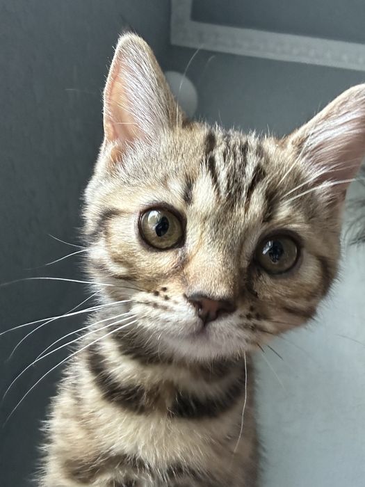 Бенгальский котенок