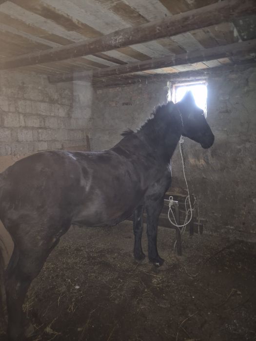 Vand iapa blanda si muncitoare!