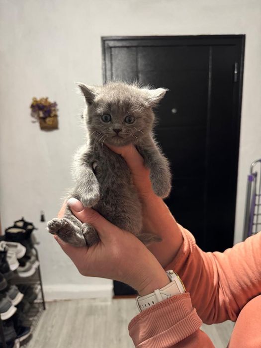 Продам котят британцы