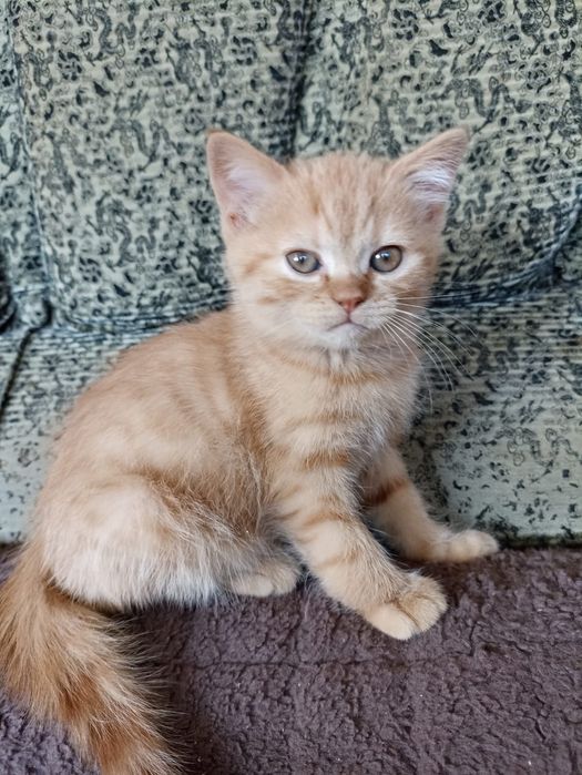 Продам Рыженькое Солнышко Британское,последний остался