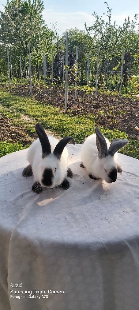 2 masculi Urias de Transilvania