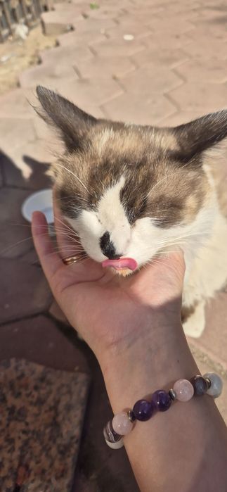 Отдам красивого котика