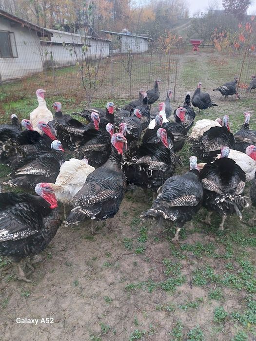 Vând curcani și curci